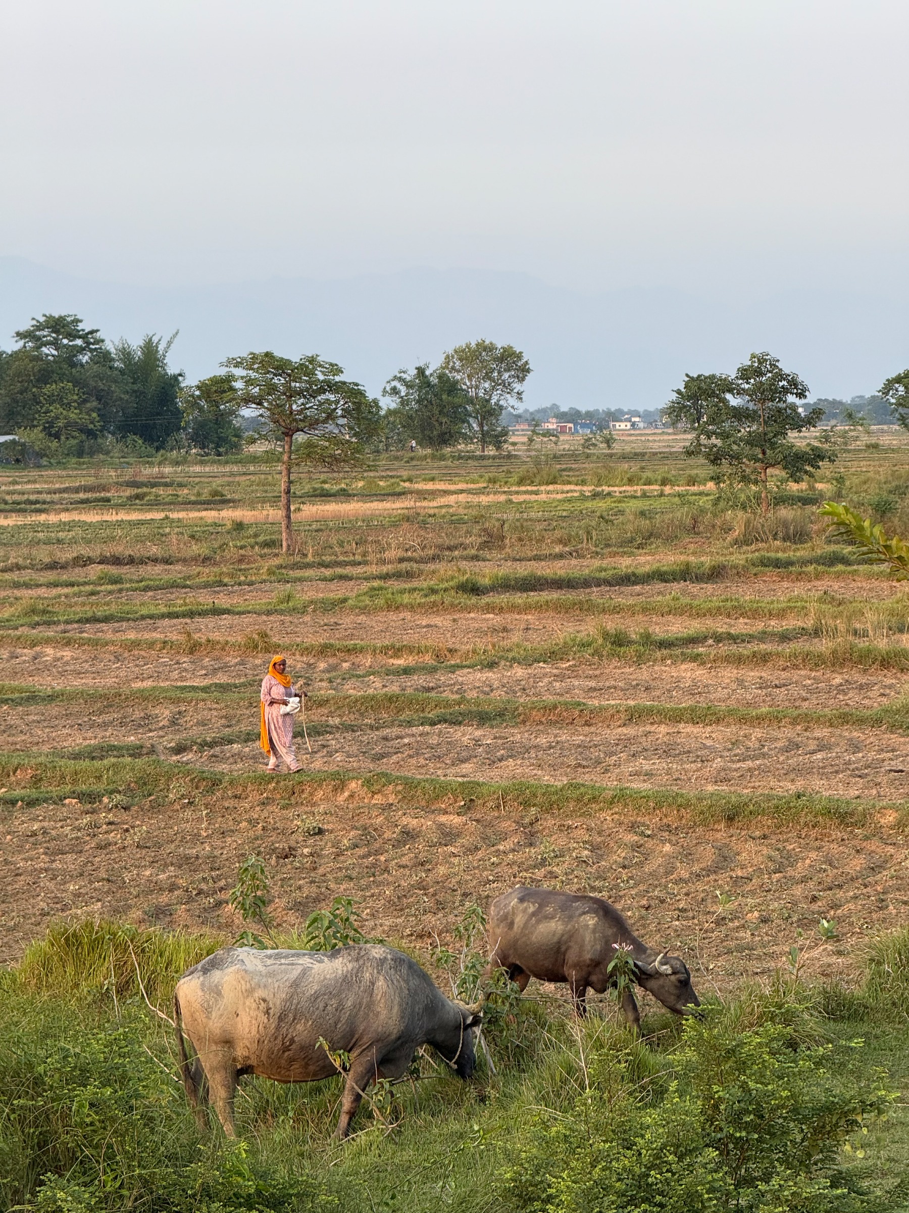 Agriculture lies at the heart of Nepal’s rural economy, sustaining livelihoods, shaping cultural traditions, and anchoring food security. Yet across the country, from the fertile Terai plains to the arid trans-Himalayan plateau, farming systems are under mounting pressure from climate change.

In the Terai, rice and wheat cultivation benefit from fertile soils and irrigation fed systems. Wetland ecosystems such as the Jagdishpur Reservoir exemplifies the tight link between agriculture and ecology: its waters irrigate fields while sustaining migratory birds. Yet fertilizer and pesticide runoff are degrading water quality, undermining both biodiversity and human health. Erratic monsoon rains also disrupt planting cycles, leaving farmers uncertain about yields.

For the people who live here, the socio-economic factors that affect health throughout much of Nepal’s population are also present, with women’s health particularly affected by a lack of neo-natal care, malnutrition and the practice of child marriage.