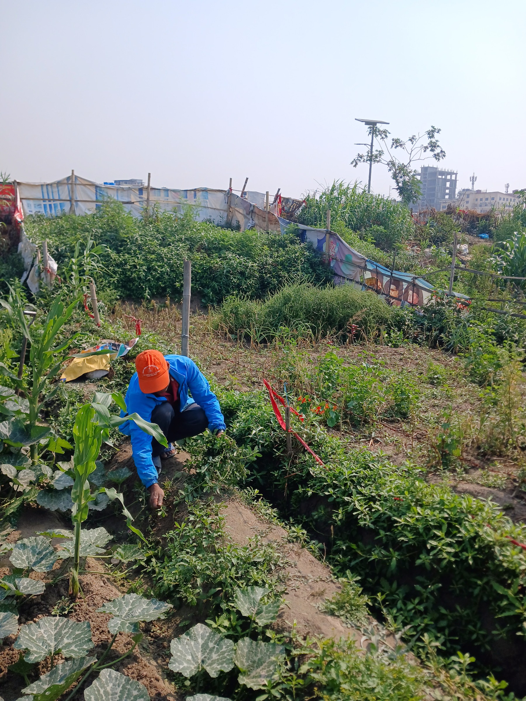 Maheswar Tandulkar walks along an irrigation trench on an urban farm, situated on public lands along the banks of the highly polluted Bagmati River in Kathmandu. The farmers live locally and practice substance farming as well as growing crops for sale. They pay no rent and have no ownership of the land.

In September 2024, the Bagmati River flooded after intense monsoon rains, inundating the farms and covering the land with debris. The farmers funded the recovery themselves to prepare for the following year’s planting and harvest. Maheswar Tandulkar claims to have spent 30 000 rupees (200 USD) himself. The water for irrigation comes from wells and public sewers and is carried out 15 days in the month.